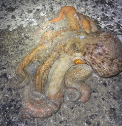 マダコの釣果