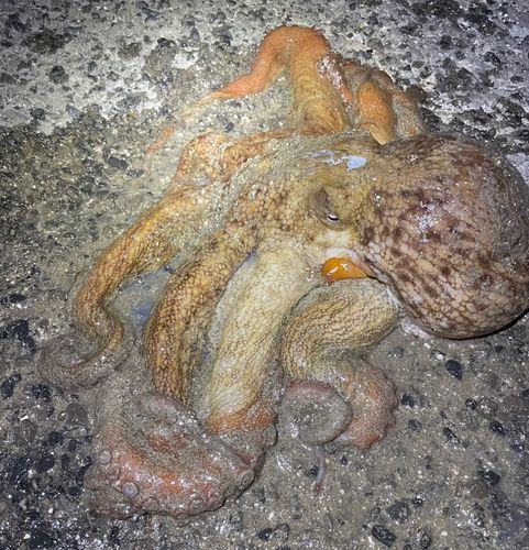マダコの釣果