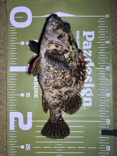 ムラソイの釣果