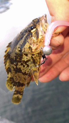 タケノコメバルの釣果