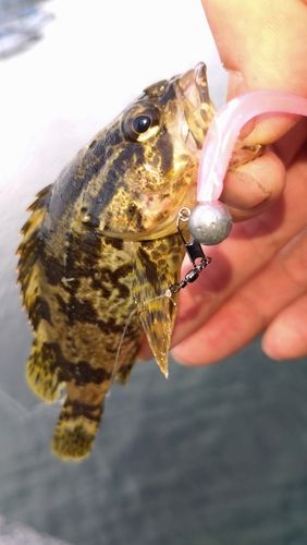 タケノコメバルの釣果