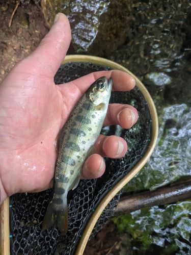 アマゴの釣果