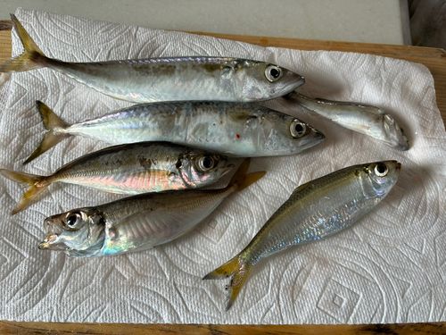 サバの釣果