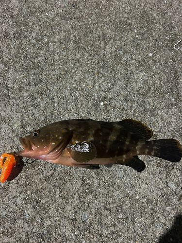 キジハタの釣果