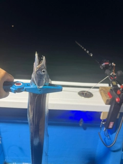 タチウオの釣果