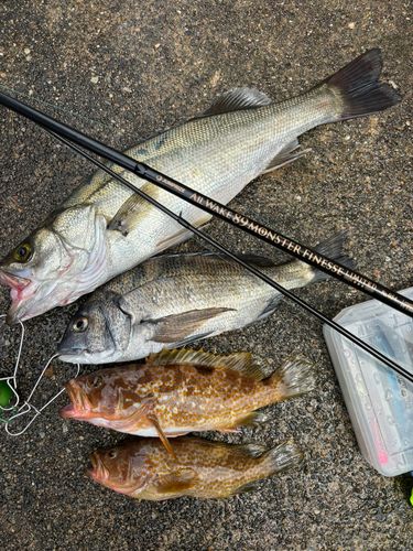 シーバスの釣果