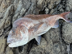 タイの釣果