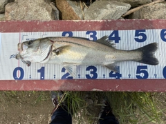 シーバスの釣果
