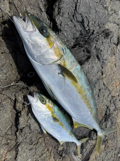 ヒラマサの釣果