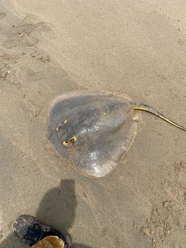 アカエイの釣果