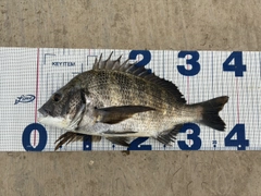 チヌの釣果
