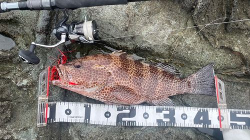 オオモンハタの釣果