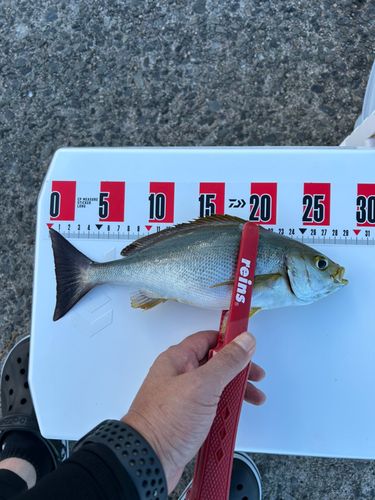 イサキの釣果