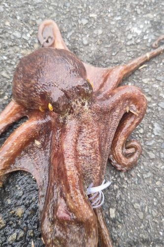 タコの釣果