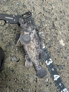 クロソイの釣果