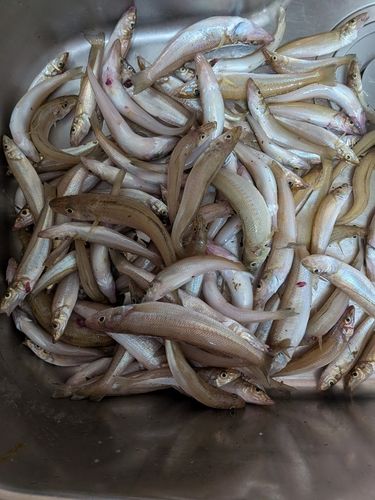 キスの釣果