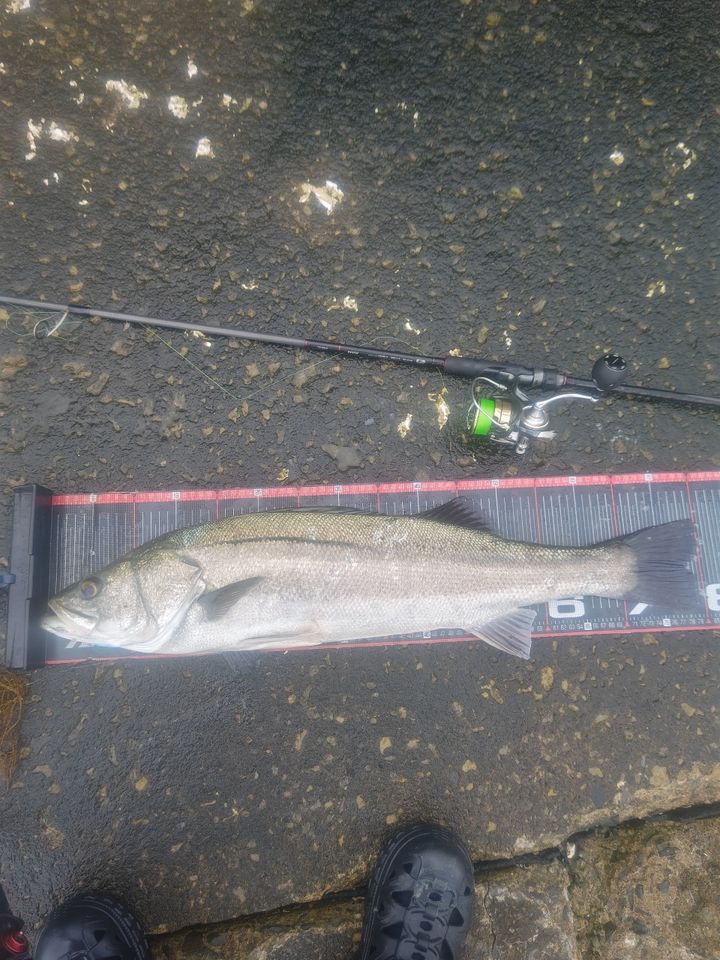 DAIWA 22HRF® (ハードロックフィッシュ) 86M・Qの最安値・インプレ