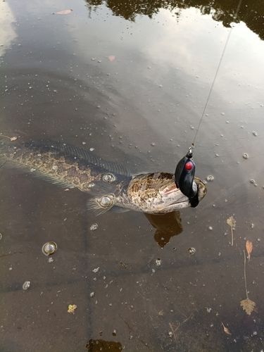 カムルチーの釣果