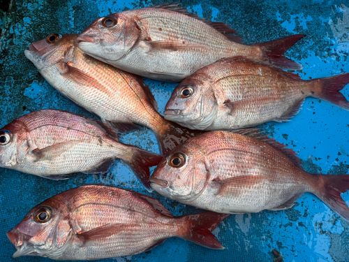 マダイの釣果