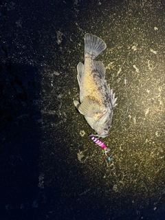クロソイの釣果