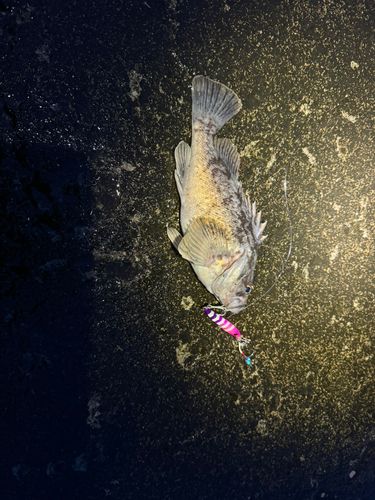 クロソイの釣果