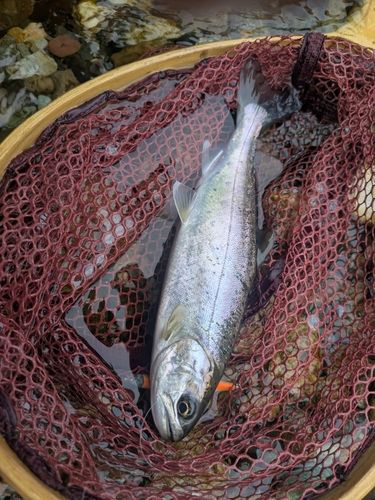 ヤマメの釣果