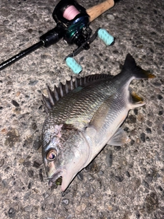 キビレの釣果