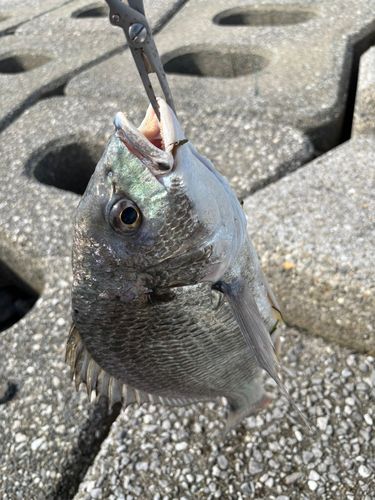 キビレの釣果