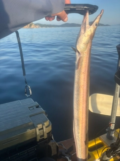 ハモの釣果