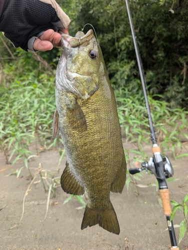スモールマウスバスの釣果
