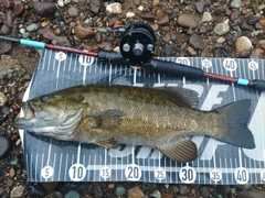 スモールマウスバスの釣果