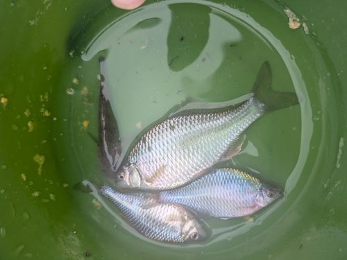 カネヒラの釣果