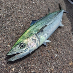 サワラの釣果