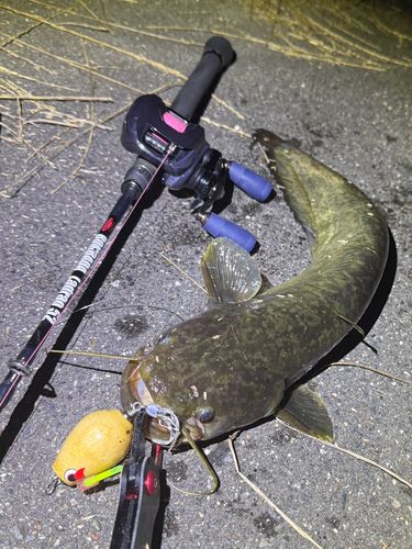 ナマズの釣果