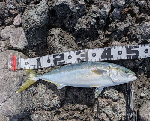 ハマチの釣果