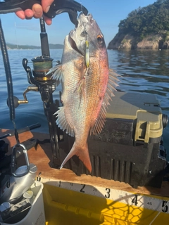 タイの釣果