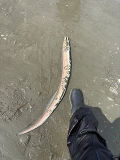 ハモの釣果