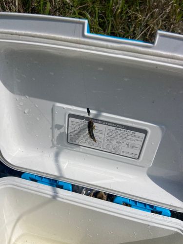 チチブの釣果
