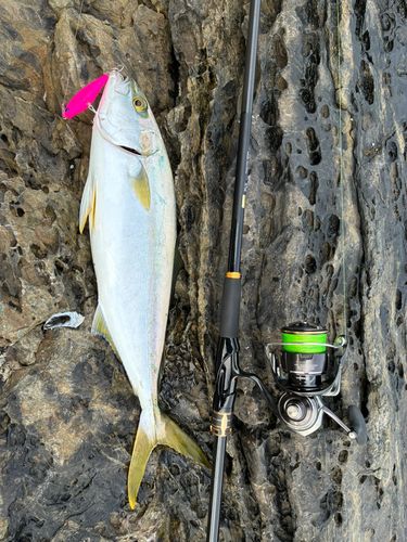ヒラマサの釣果