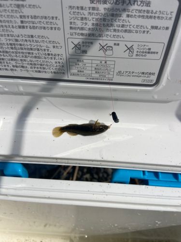 チチブの釣果