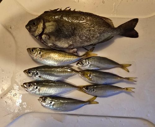 アジの釣果