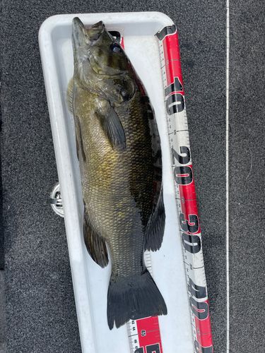 スモールマウスバスの釣果