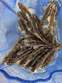 マハゼの釣果