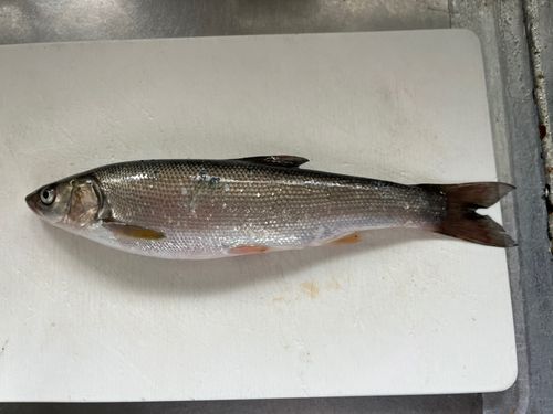 ウグイの釣果