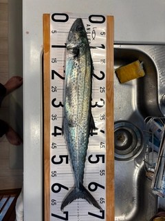 サワラの釣果
