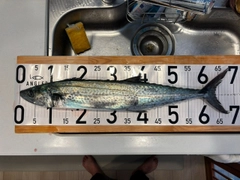 サワラの釣果