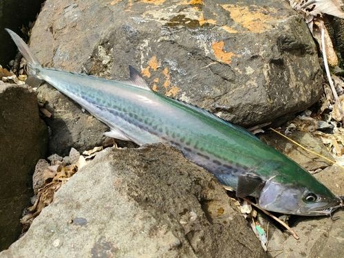 サゴシの釣果