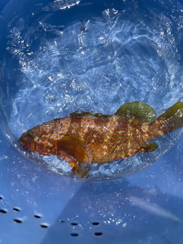 アコウの釣果