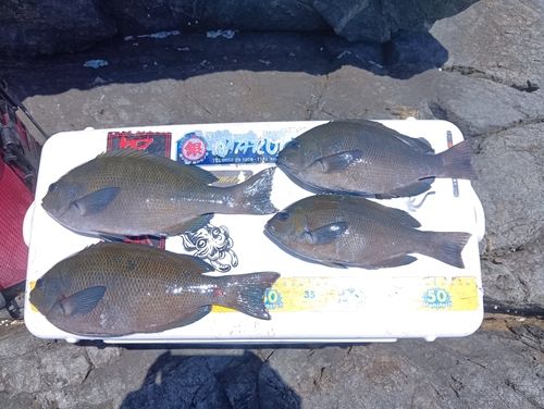 メジナの釣果