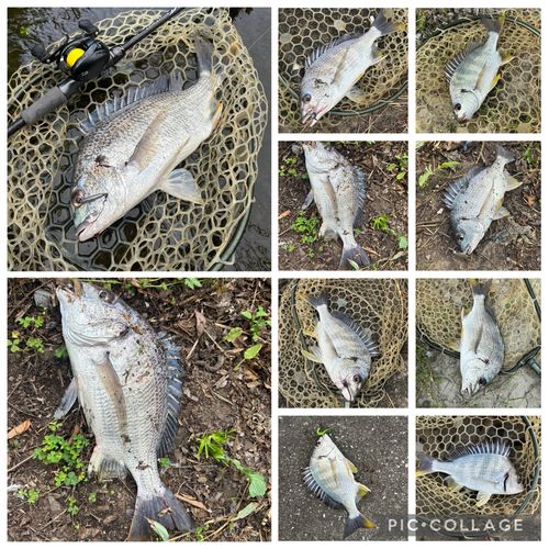 チヌの釣果